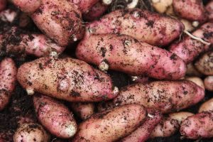 Potato Salad